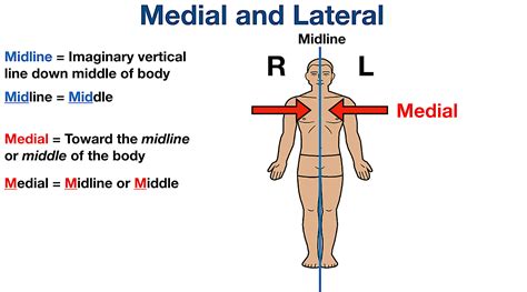 Anatomical Position and Directional Terms: Definitions, Example Labeled ...