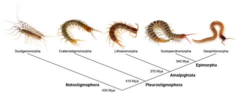 Toxins | Free Full-Text | Centipede Venom: Recent Discoveries and ...