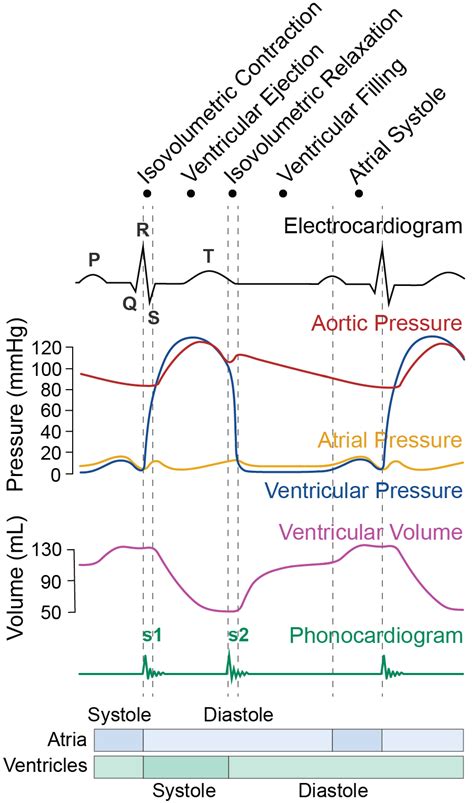 Cardiac Cycle (Illustrations) – Human Bio Media