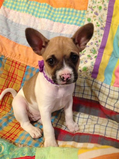 French Bullhuahua (French Bulldog Chihuahua Mix) Info, Puppies, Pictures