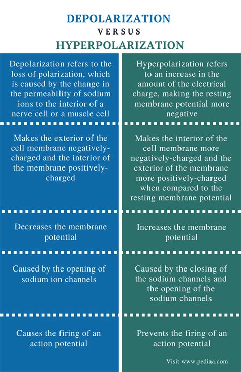 Difference Between Depolarization and Hyperpolarization | Definition ...