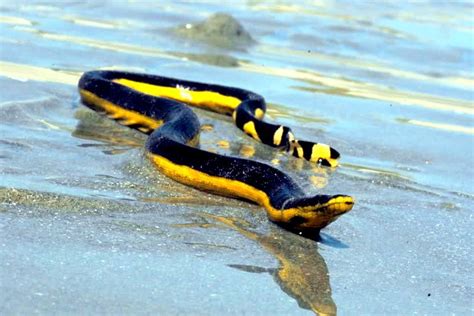 Yellow-bellied Sea Snake – "OCEAN TREASURES" Memorial Library