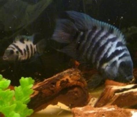 Convict Cichlid Breeding Setup and Requirements | PetHelpful