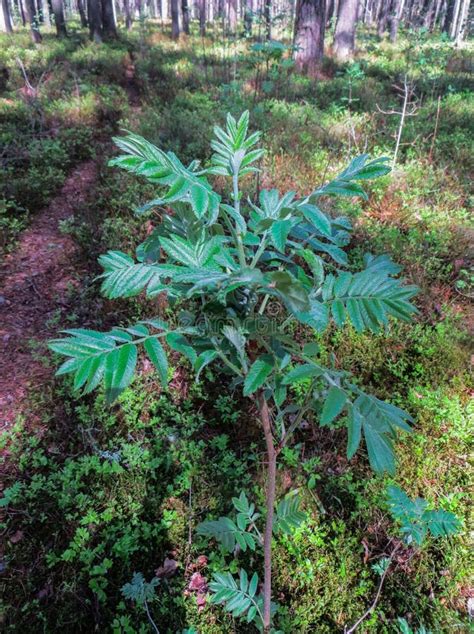 Young Shoots and Blossoming Leaves of Mountain Ash on a Tree in Spring ...