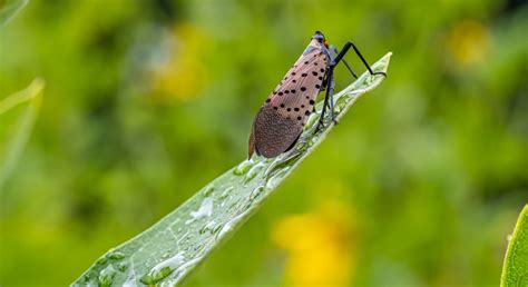 How to Get Rid of Spotted Lanternflies? | Empire Pest Control London