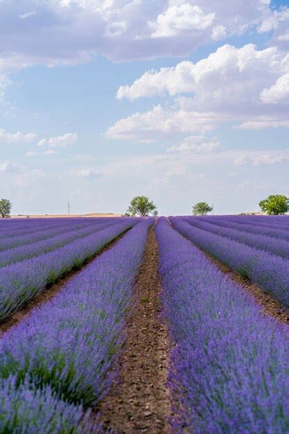 Premium Photo | Lavender field