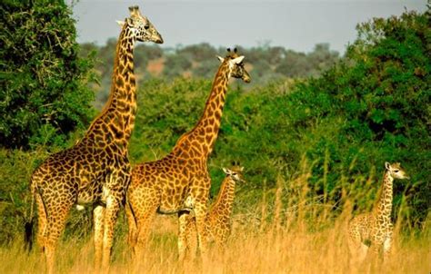 Four National Parks of Rwanda | Information & Visitor Tips