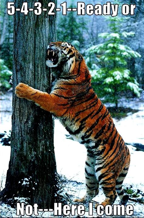 Tiger humor meme | Funny memes | Pinterest | Meme, Tigers and Humor