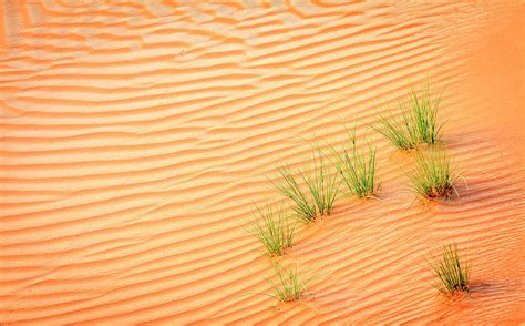 Desert grass Photograph by Alexey Stiop - Pixels