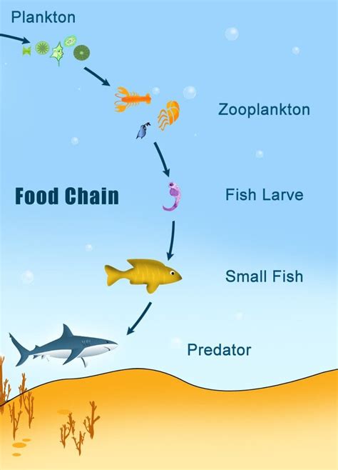 How Do Whales Survive By Eating Krill? » Science ABC