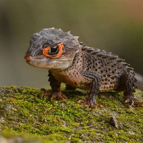 White Eyed Crocodile Skink - Tribolonotus novaeguineae