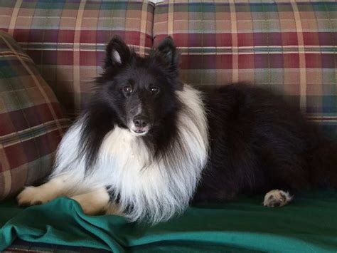 CISR - Sheltie Colors