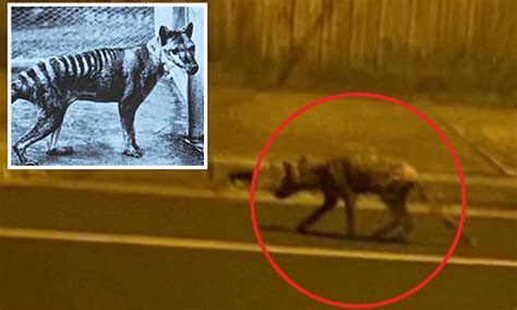 Tasmanian Tiger-like animal caught on video in a suburban street ...