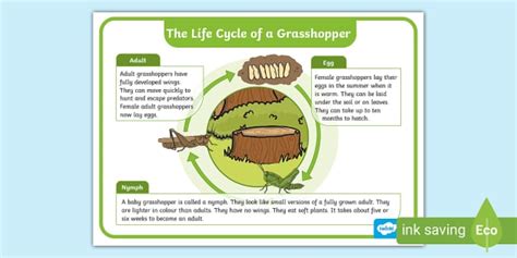 Life Cycle of a Grasshopper Display Poster (Teacher-Made)