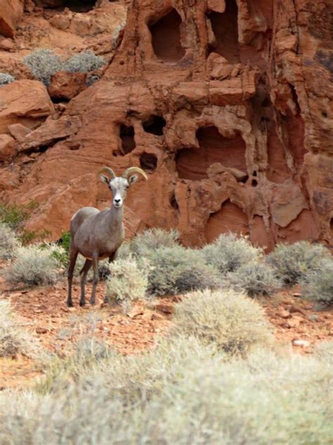 Red Rock Canyon Wildlife - Southwest Explorers