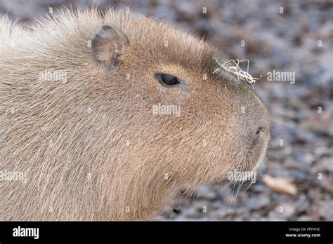 Capybara teeth hi-res stock photography and images - Alamy