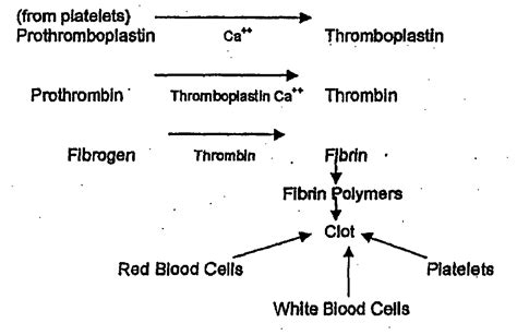 platelets help in clotting of blood at injured side draw a flow diagram ...