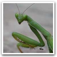 Surprising Carnivores :: Carnivorous Plants and Insects