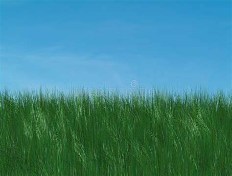 Green grass and blue sky stock photo. Image of growing - 1964342