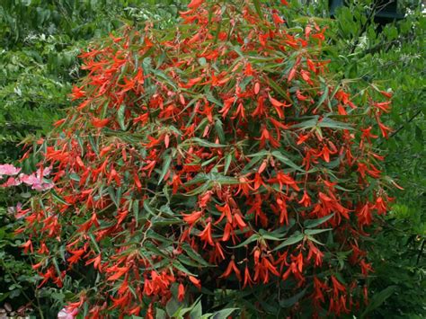 Begonia boliviensis 'Bonfire' - World of Flowering Plants