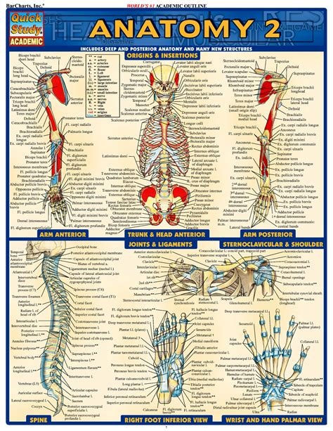 Anatomy And Physiology Diagrams To Label