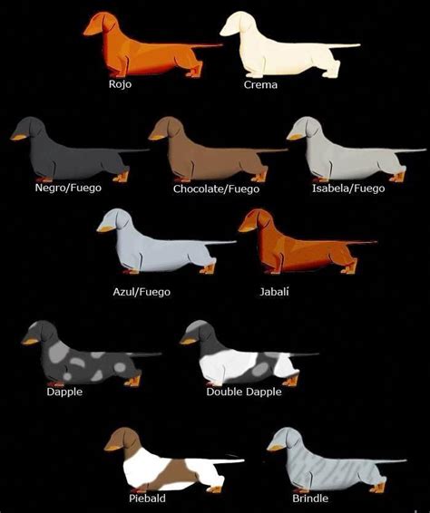 All About The Inquisitive Dachshunds Health #dachshundloversphoto # ...