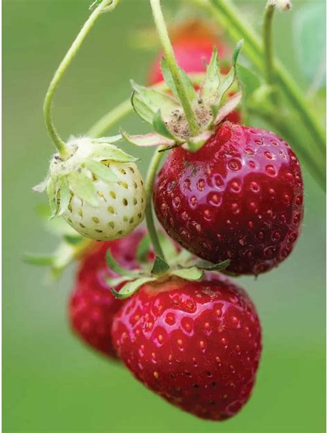 Purple Wonder Strawberry Variety Info And Grow Guide – Strawberry Plants