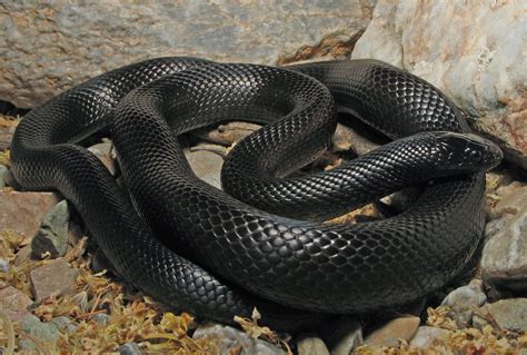 Mexican Black KingSnake Venomous | Snake venom, Mexican black kingsnake ...