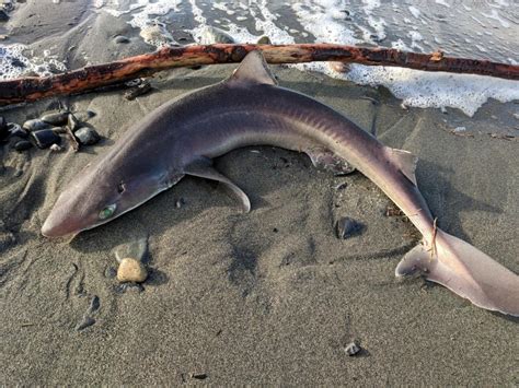 Is A Dogfish A Sand Shark