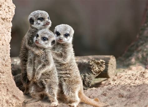 Adorable Baby Meerkats