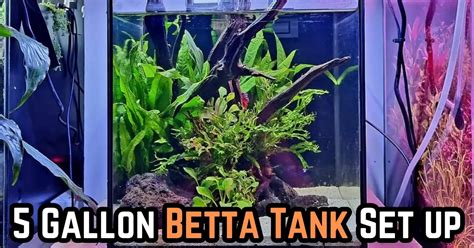 How to Setup Betta Fish 5 Gallon Tank (2024) - AngryFishes