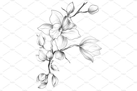 Orchid Tattoo Drawings