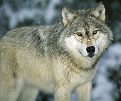 Adirondack Wolves - A Once-Extinct Species Returning To The Adirondacks