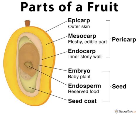 Parts Of A Fruit Tree