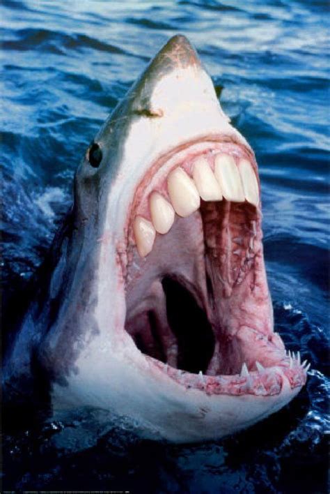 22 Shark With Human Teeth Pictures That Are Just Ridiculous