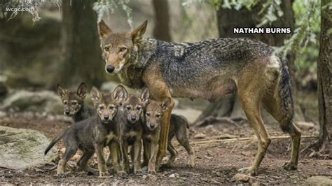 Vote on names of American Red Wolf Pups at NC Zoo | wcnc.com