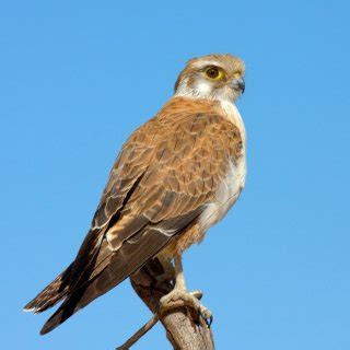 Birdwatching | Uluru-Kata Tjuta National Park