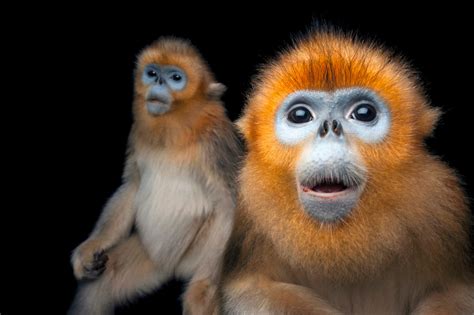 Fine Art Prints From Joel Sartore - Joel Sartore