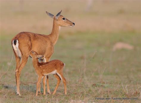 Pampas of Argentina: Pampas blog