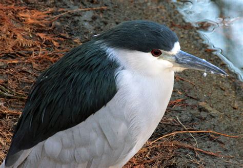 Fish-eating Bird image - Free stock photo - Public Domain photo - CC0 ...