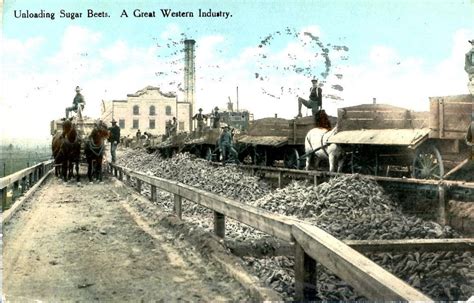 Unloading sugar beets farming Great Western industry Utah postcard ...