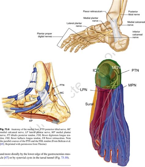 5 Anatomy of the distal tibial nerve and its branches (Image by ...