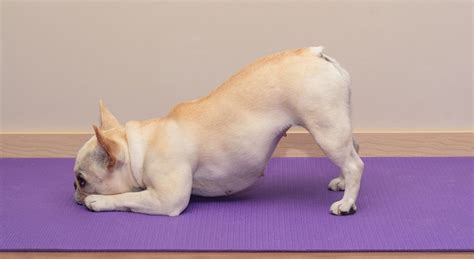 Discovering the True Meaning of Downward Dog - Pin Paws