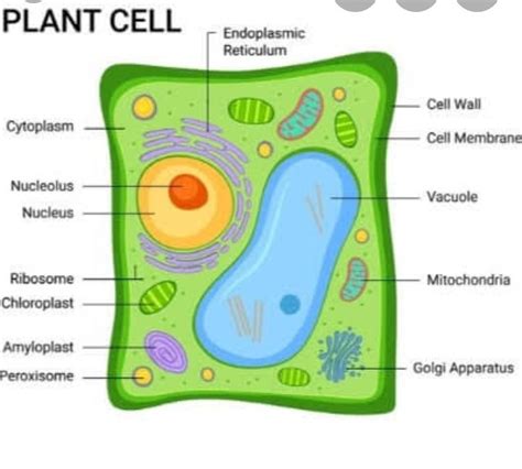 50 best ideas for coloring | Plant Cell Diagram Labeled