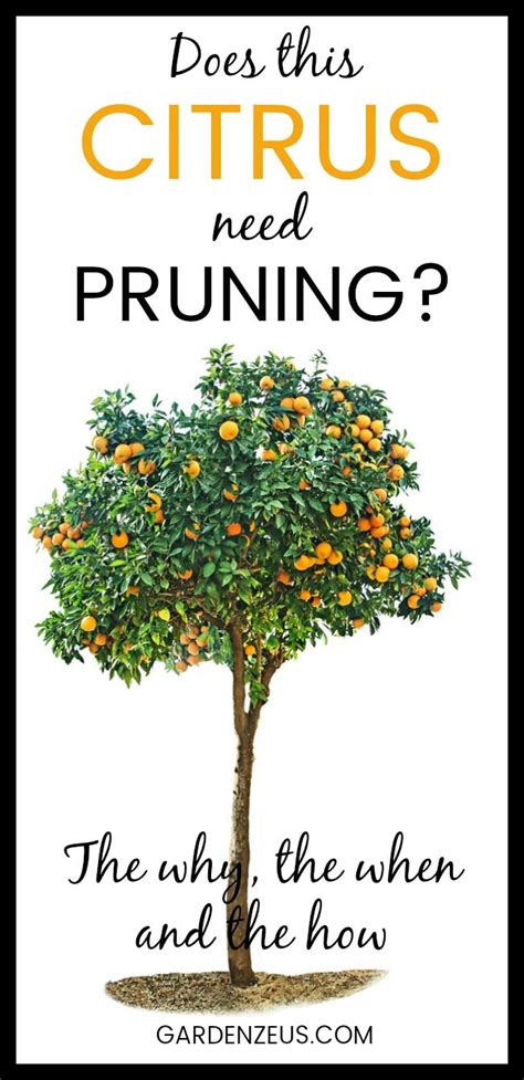 Pruning Citrus Trees: the Why, the When and the How in 2024 | Citrus ...