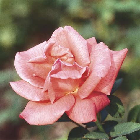 Hybrid Tea Rose (Rosa Hybrid) | My Garden Life