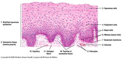 Stratified Squamous Epithelium Non Keratinized Labeled