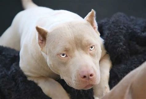 Blue fawn Pitbull- Blue Fawn Bully "COMPLETE" guide - My Dogs Info