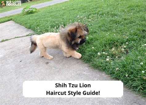 Shih Tzu Lion Haircut Style Guide!