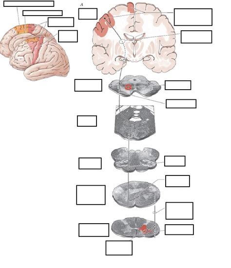 Brain anatomy 1 Quiz - By Alexje